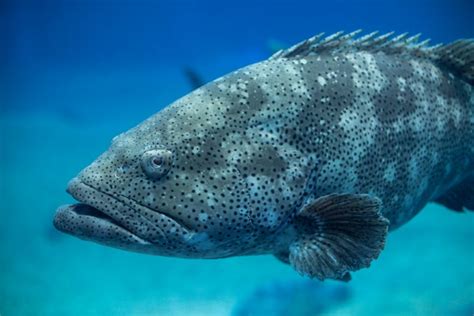 Can You Eat Goliath Grouper? - Fishmasters.com