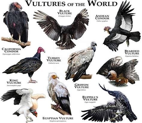 Vultures of the World Poster Print - Etsy | Animals beautiful, Animals ...