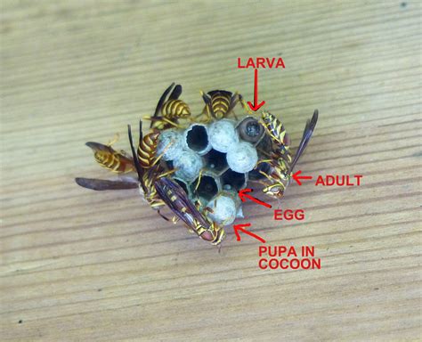 Paper Wasp Life Cycle