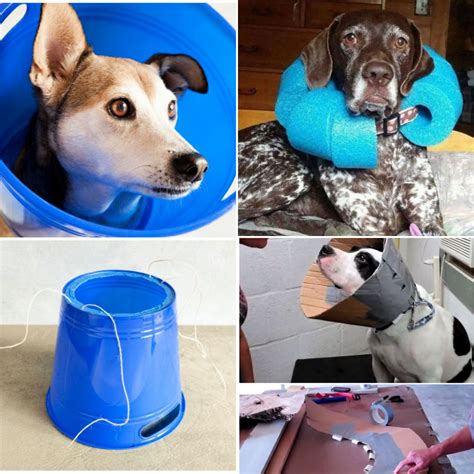 How to Make a DIY Dog Cone (7 Homemade Dog Cone Ideas)