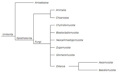 Fungus / Fungi - Biocyclopedia.com