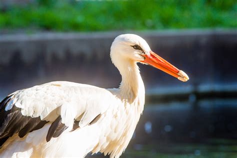 Just Put It On My Bill – Sedgwick County Zoo