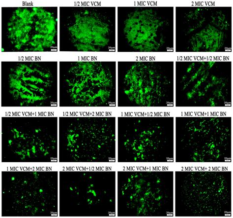 Preliminary study on the effect of brazilin on biofilms of ...