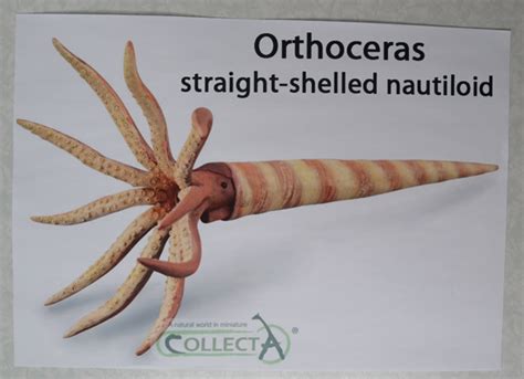 Straight-shelled Nautiloid (Orthoceras Model)