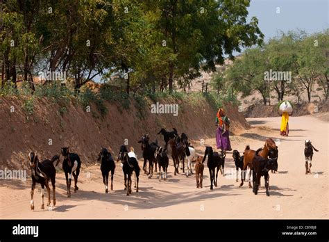 Indian farm animals hi-res stock photography and images - Alamy