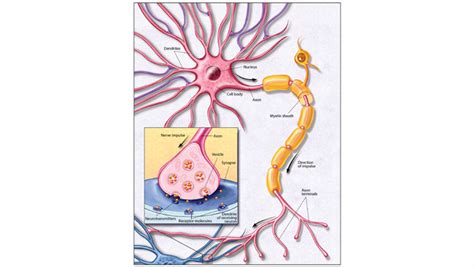 The Neuron