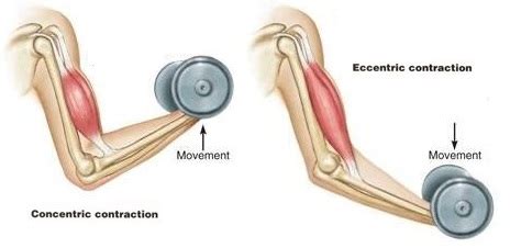 Eccentric muscle contractions, downhill running, and DOMS