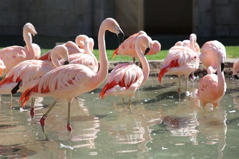 Chilean Flamingo | Reid Park Zoo