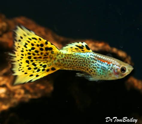 Premium MALE Leopard Tail Fancy Guppy, Size: 1" to 1.5"