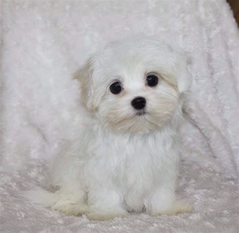 Maltipoo Puppies For Sale | California, MD #188091