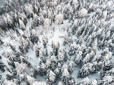 Snow Forest Aerial | Free Background by picjumbo