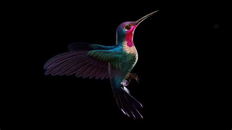 Hummingbird Dark 5k Wallpaper,HD Artist Wallpapers,4k Wallpapers,Images,Backgrounds,Photos and ...