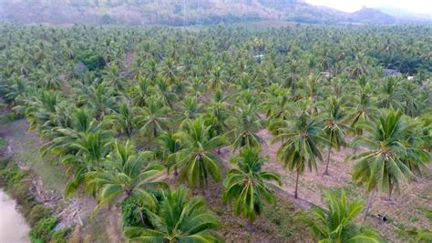 Aerial Shot Coconut Tree Farm In Thailand Stock Footage Video 10950269 - Shutterstock