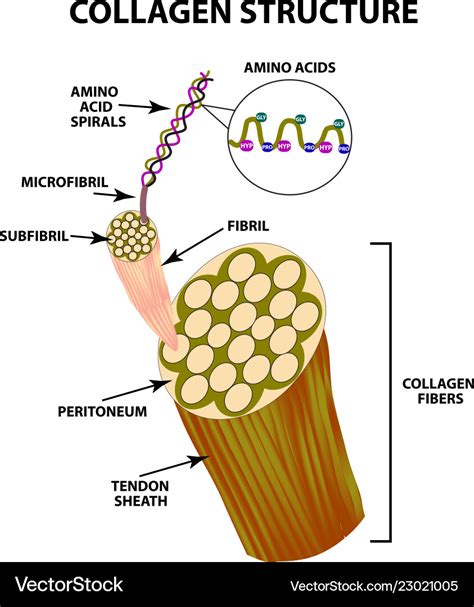 Collagen Structure