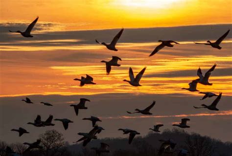 Tips for Seeing PA's Middle Creek Snow Geese Migration - Uncovering PA