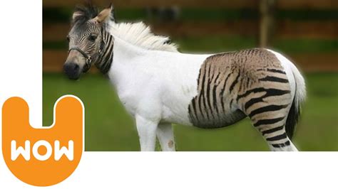 The Zebra Horse - YouTube