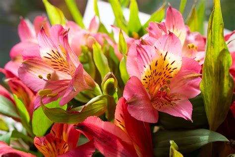 This Is How Experts Grow Alstroemeria - The Perfect Statement Plant For Cut Flowers ...