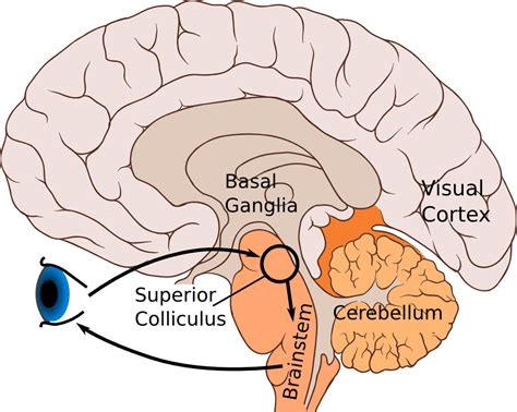 What is the structure and function of the superior colliculus? — Brain Stuff