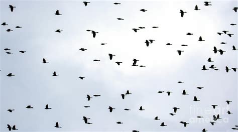 Red Wing Blackbird Migration Photograph by Randy J Heath - Fine Art America