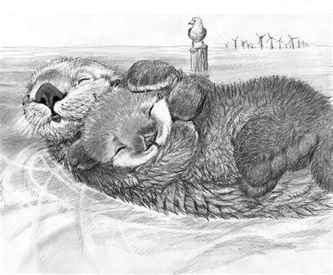 Sketch for sea otter mums by Psithyrus on DeviantArt