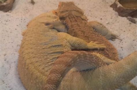 Bearded Dragon Breeding - Mating, Egg Laying and Incubation | Pet Care ...