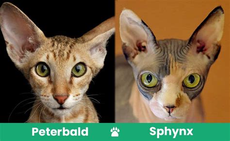 Peterbald vs Sphynx: What’s the Difference? (With Pictures) - Catster