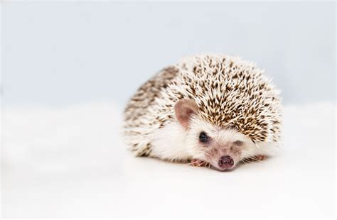 Cute and Funny Hedgehog Names (From Button to Zuri) - PetHelpful