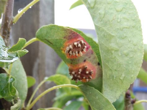 diagnosis - What are these red/orange spots with protruding "spikes" on my pear tree ...