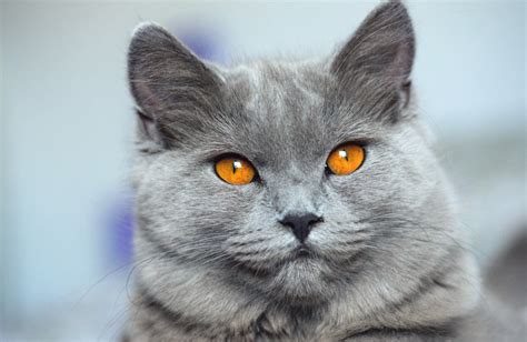 Chartreux Cat Breed Profile | Litter-Robot