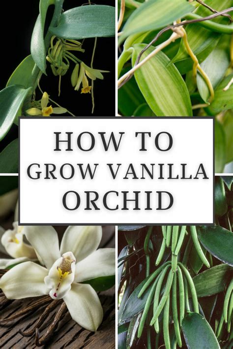 How to Grow Vanilla Orchid Indoors: 10 Fun Facts