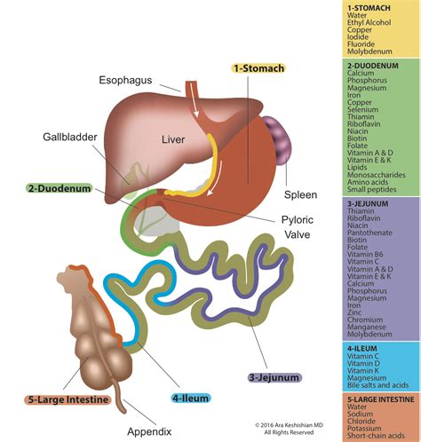 Small Intestine - DSSurgery