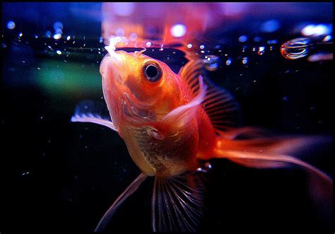 Feeding Goldfish The Healthy Way | Benefits and Tips