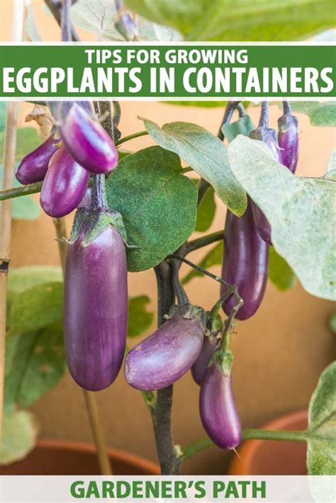 How to Grow Eggplant in Containers | Gardener’s Path