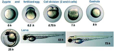 Zebrafish Development