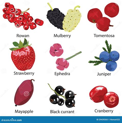 Set Of Different Berries Royalty Free Stock Photo - Image: 29439265