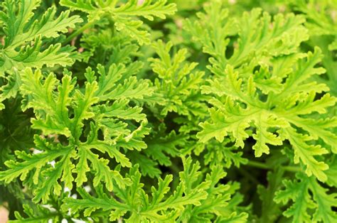 Citronella Geranium Standard | Petitti Garden Centers