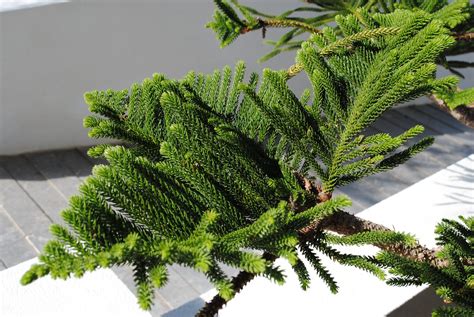 Growing and Caring for Norfolk Island Pine