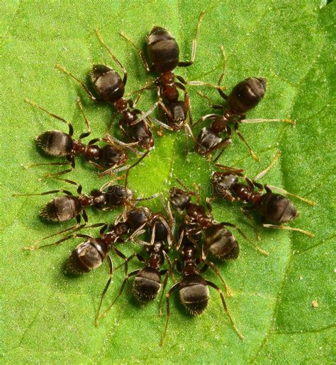 Group of ants drinking stock image. Image of working - 68429837