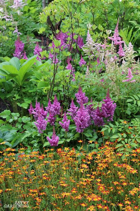 Shade-Loving Perennial Flowers: 15 Beautiful Choices for Your Garden