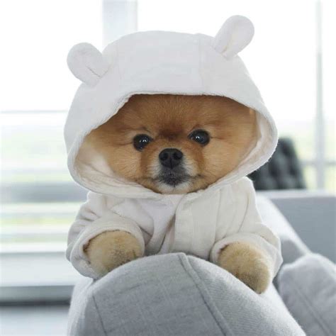 Jiff the Pomeranian is a Cute Little Dude With a Very Particular Set of Skills