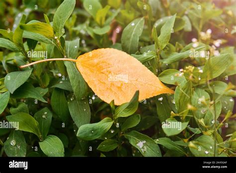 One yellow leaf close-up on green grass with raindrops in the sun Stock ...