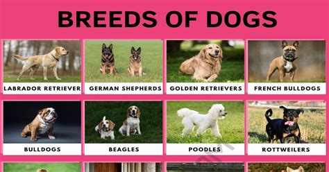 List of Dog Breeds and Types of Dogs with Pictures • 7ESL | Dog breeds ...