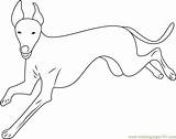 Italian Greyhound Running Coloring Page For Kids  Free Dog Printable sketch template
