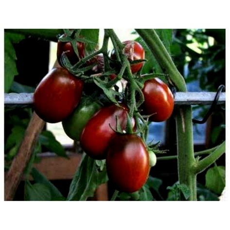 Black Plum Tomato Seeds - Price: €1.55