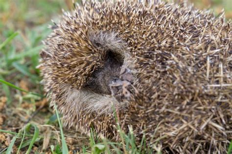 A Hedgehog is Sleeping in the Garden Stock Photo - Image of forest, fall: 115642078