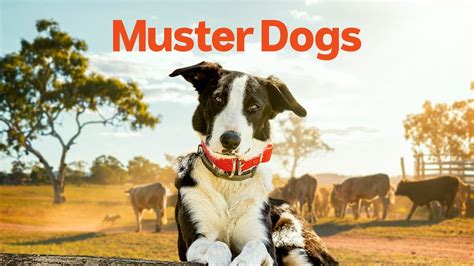 Muster Dogs - ABC Content Sales