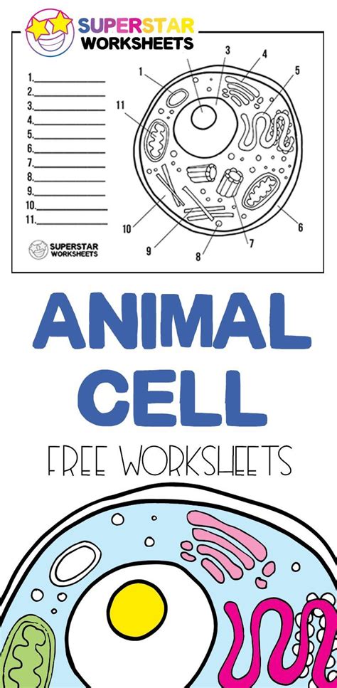 Animal Cell Worksheets | Animal cells worksheet, Cells worksheet ...