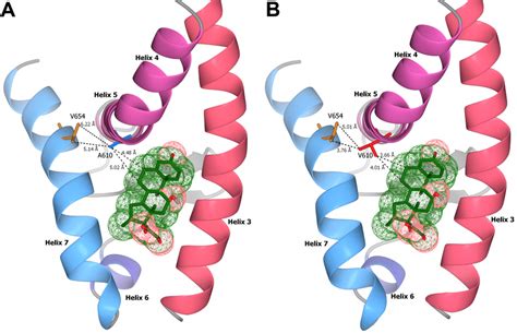 Stereogram of the interaction between glucocorticoid receptor ligand... | Download Scientific ...