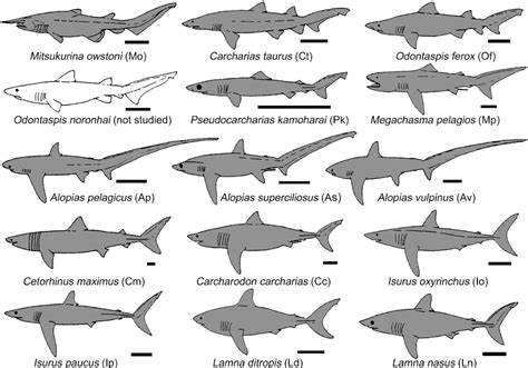 Comparative brain anatomy of lamniform sharks (Elasmobranchii: Lamniformes) and its implications ...