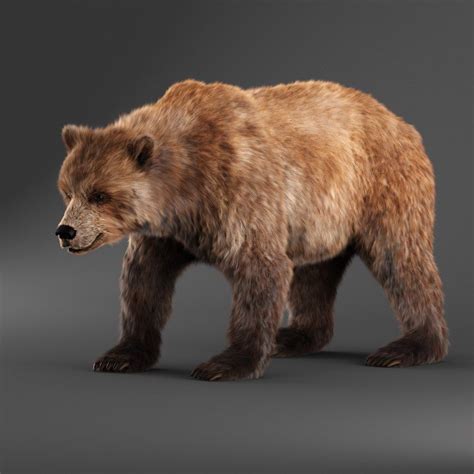 3D bear fur | 3d model, Bear, Animals